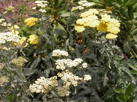 Achillea Yarrow